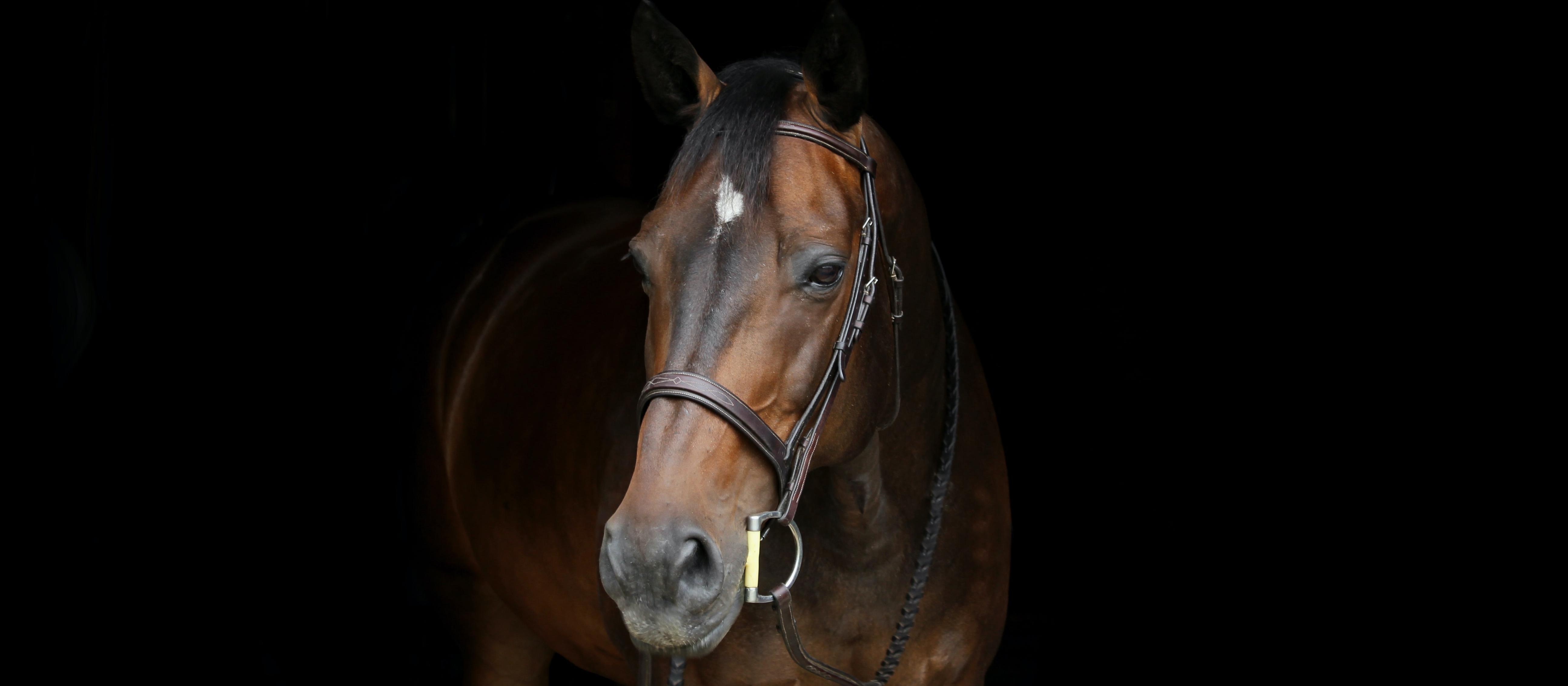 <span>Photo by <a href="https://unsplash.com/@erindolson?utm_source=unsplash&utm_medium=referral&utm_content=creditCopyText">Erin Dolson</a> on <a href="/s/photos/horse?utm_source=unsplash&utm_medium=referral&utm_content=creditCopyText">Unsplash</a></span>