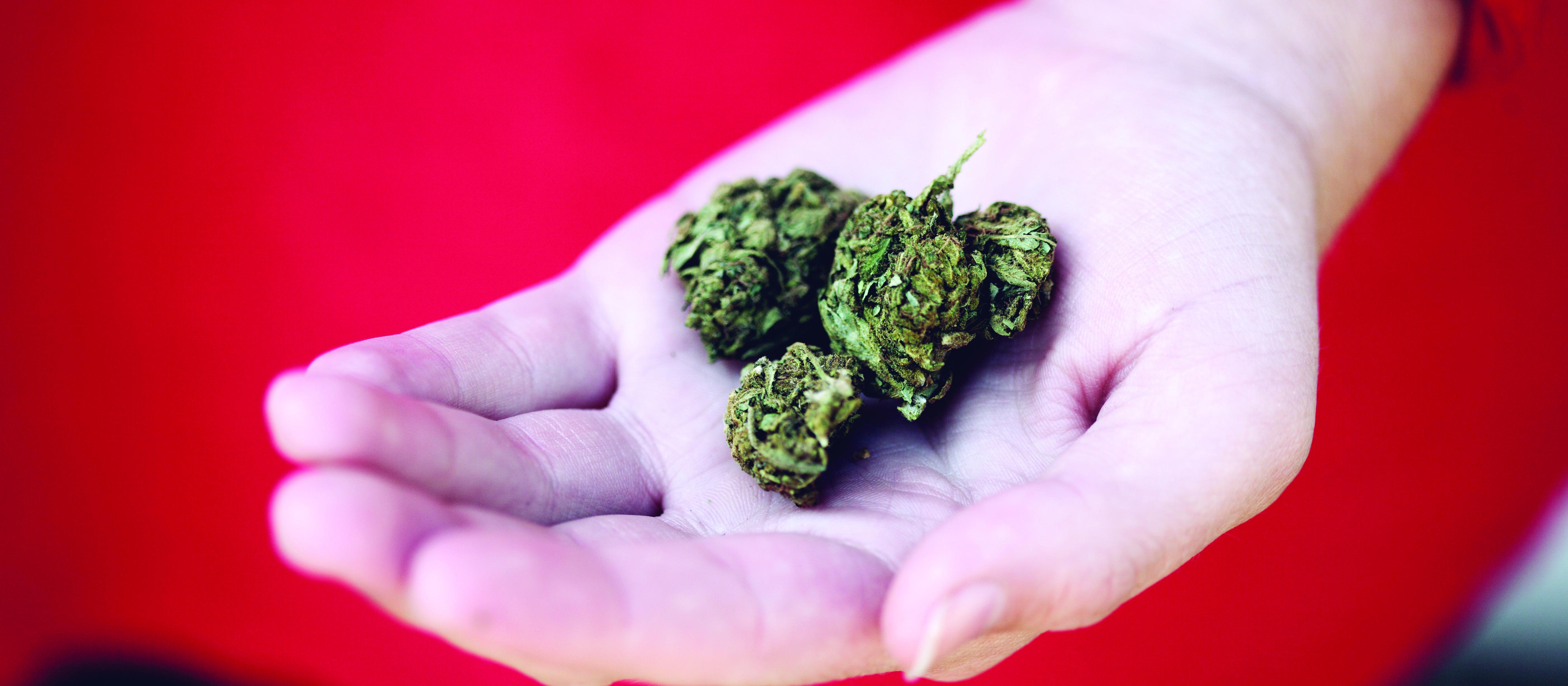 Cannabis, holding cannabis