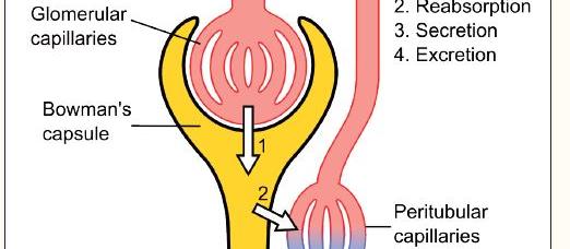 Schematic of nephron, the kidneys