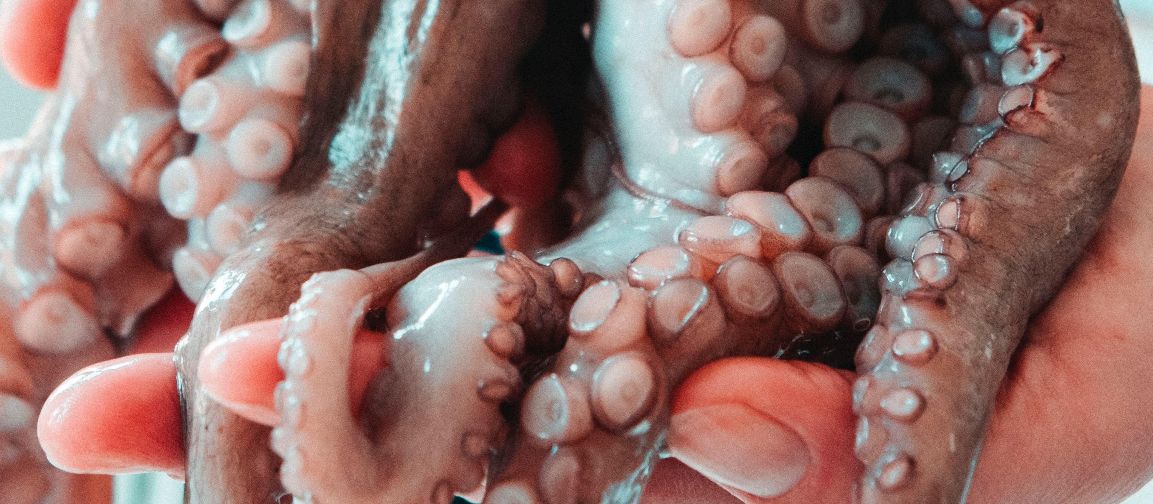 Octopus - Moritz Kindler on Unsplash