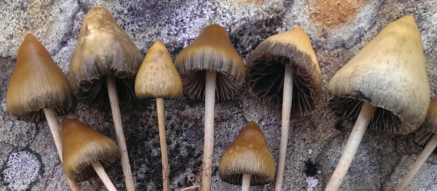 Magic-Mushrooms