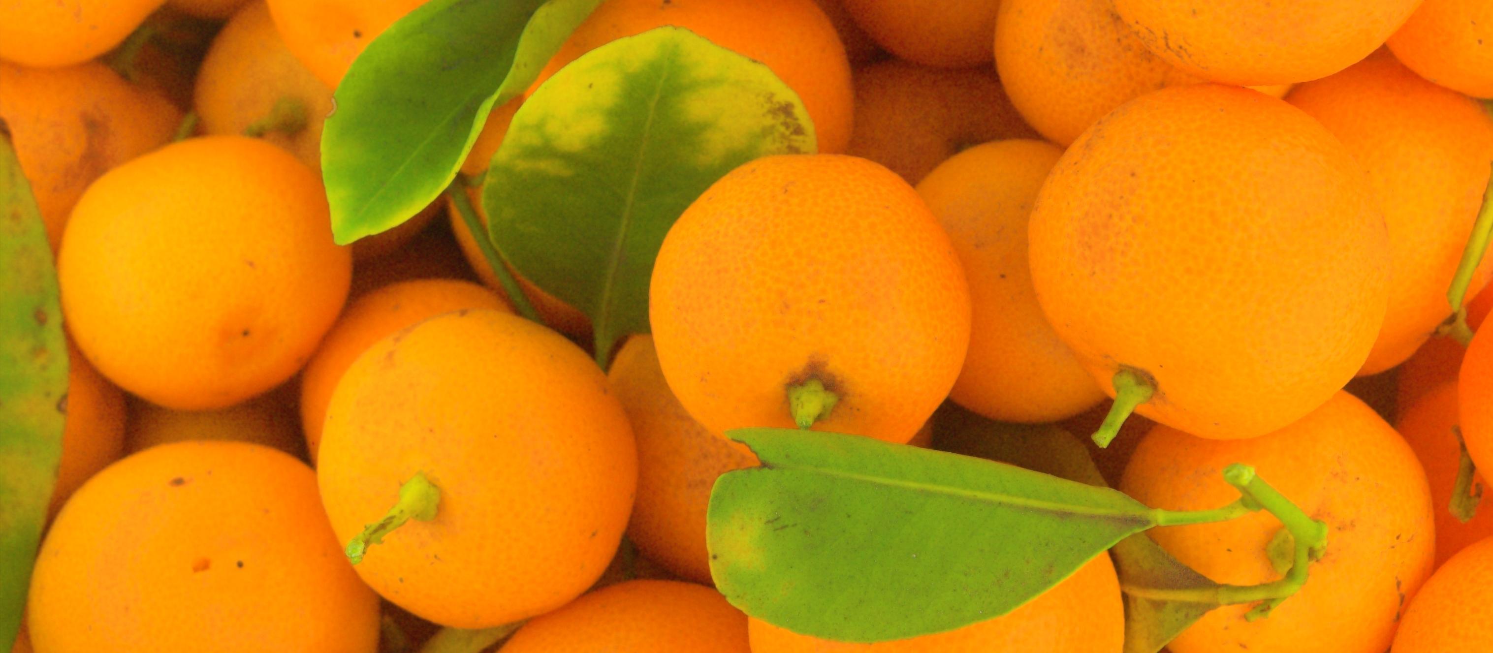 Group of oranges