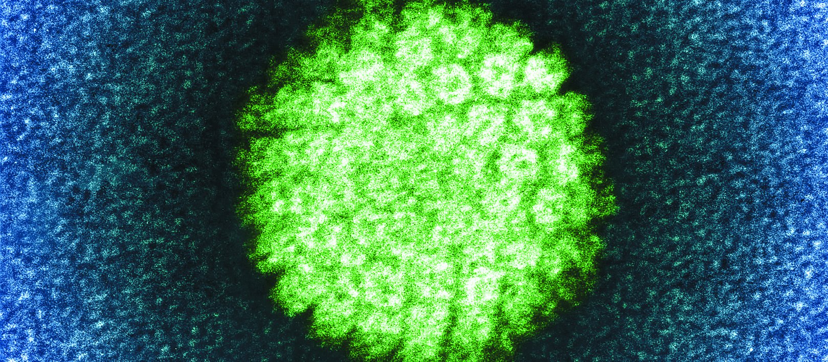 HPV virus