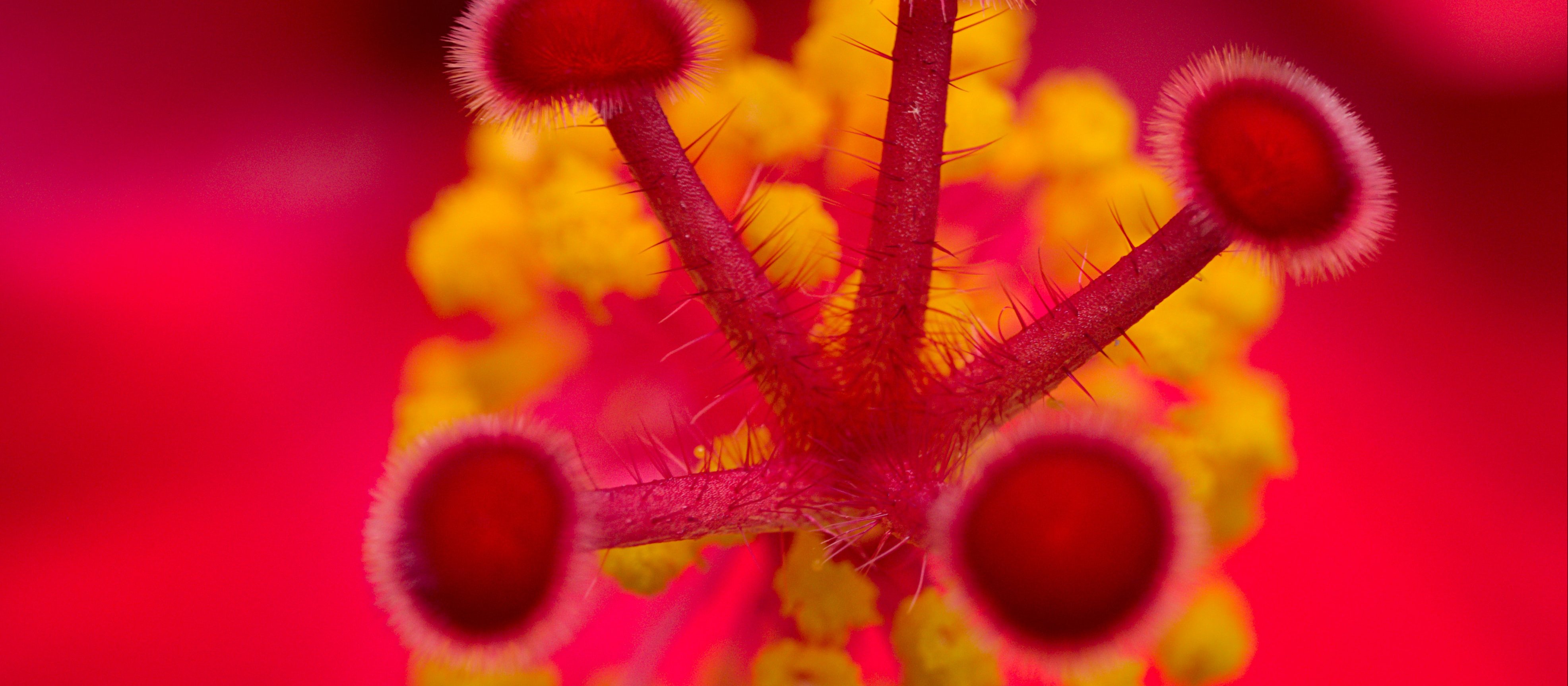 Magnified hibiscus flower_Michael Dziedzic on Unsplash