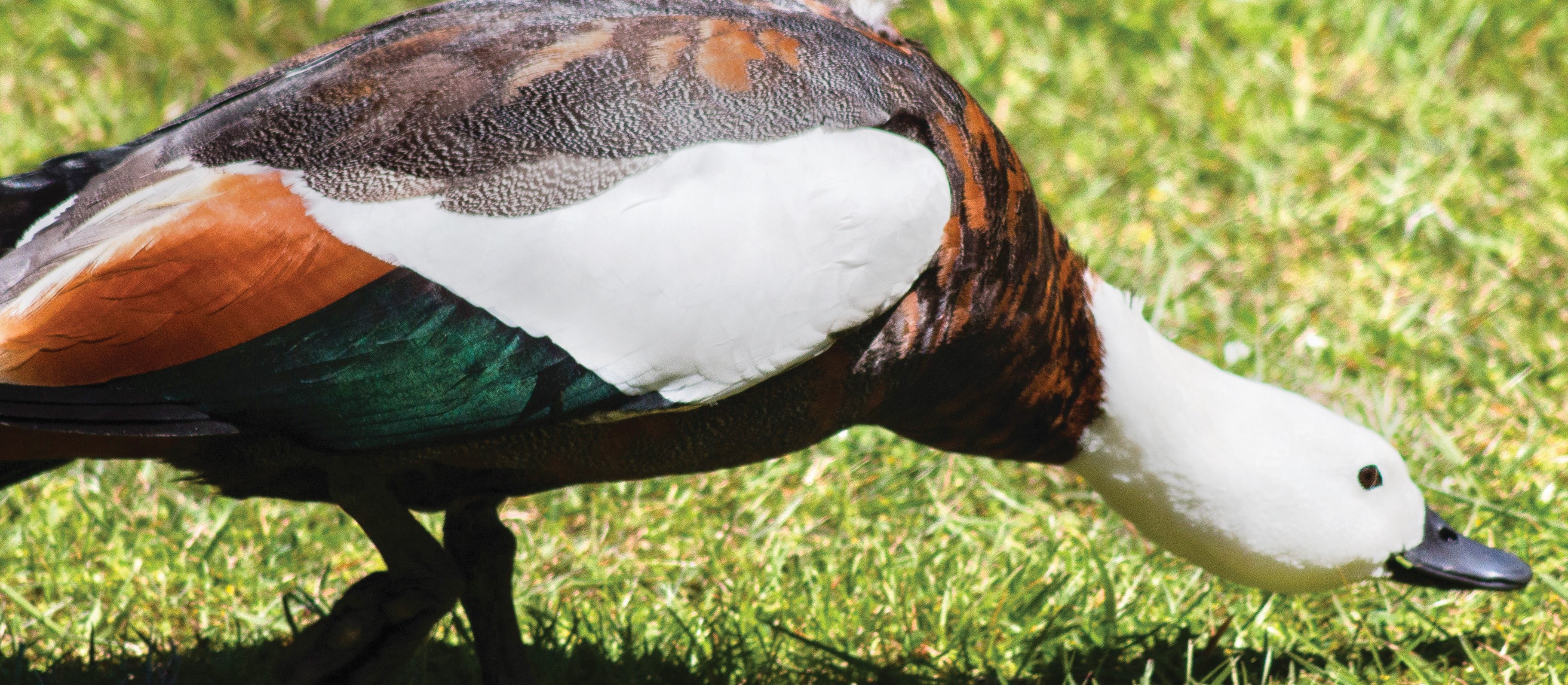 Paradise duck female_DOC