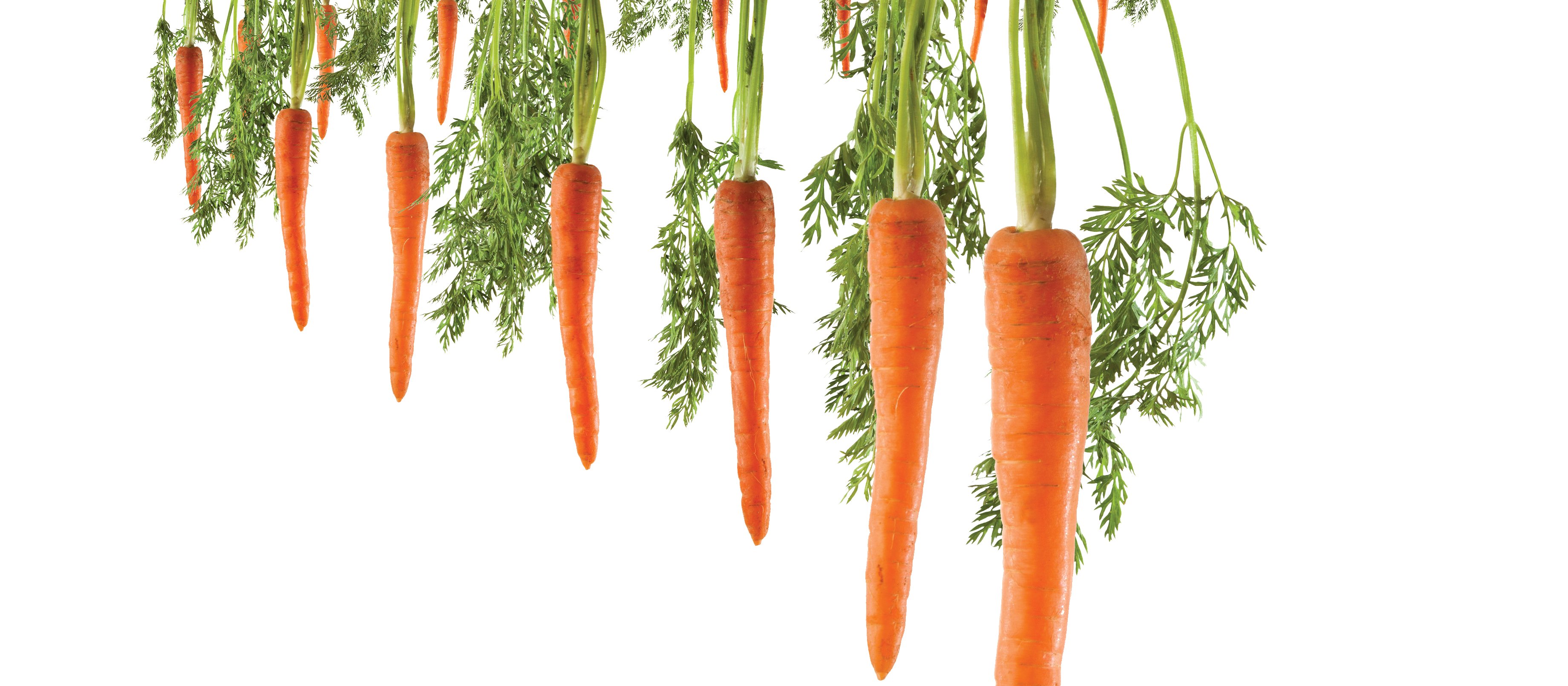 Carrots