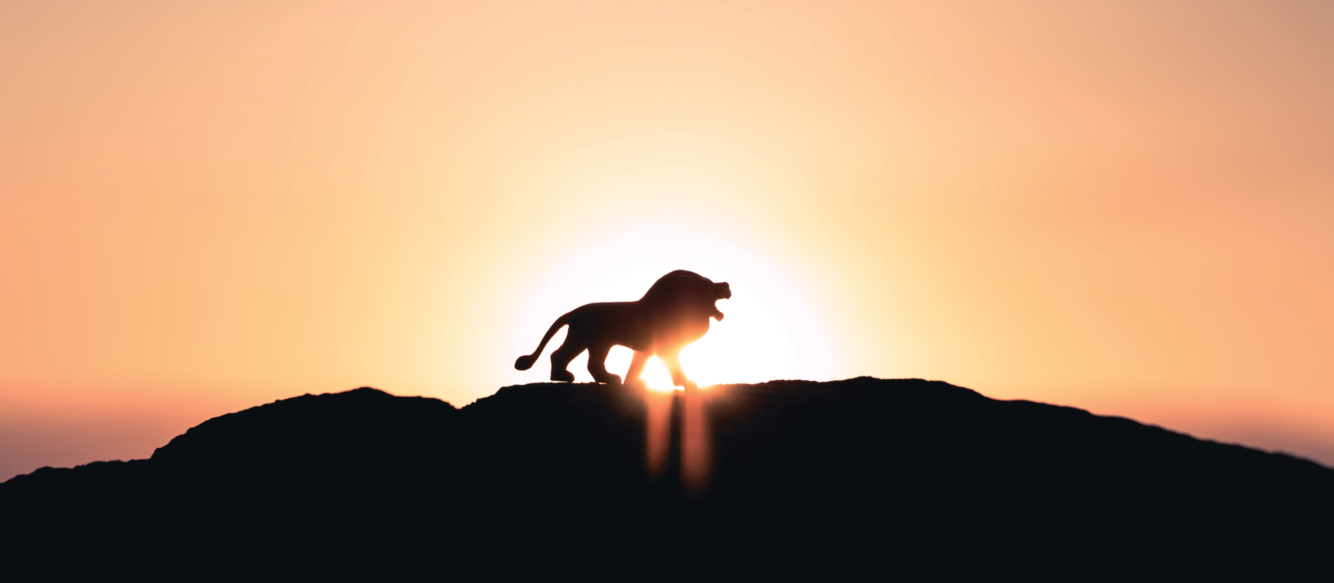 Lion_Roaring_Sunset_Cr_Ivan_Diaz_Unsplash.