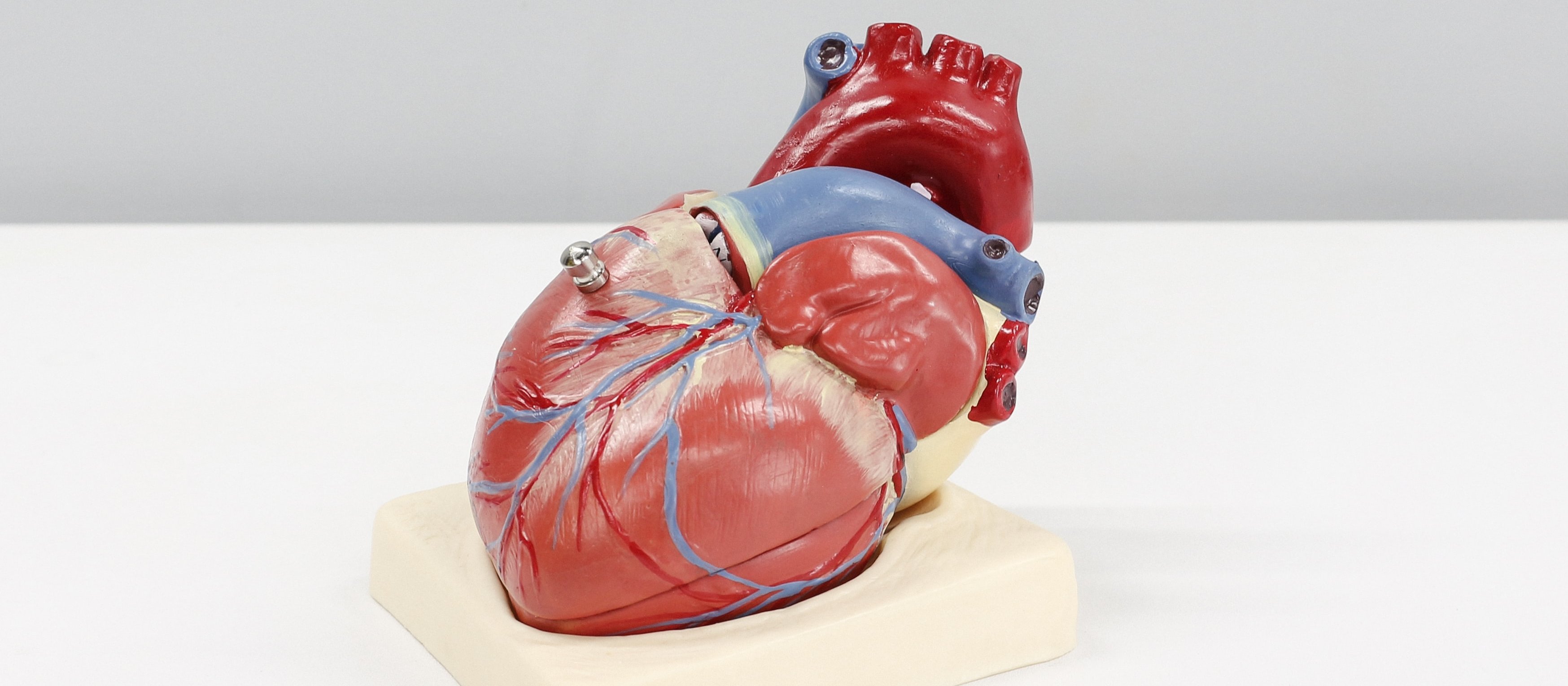 Human Heart_Ali Hajiluyi_Unsplash