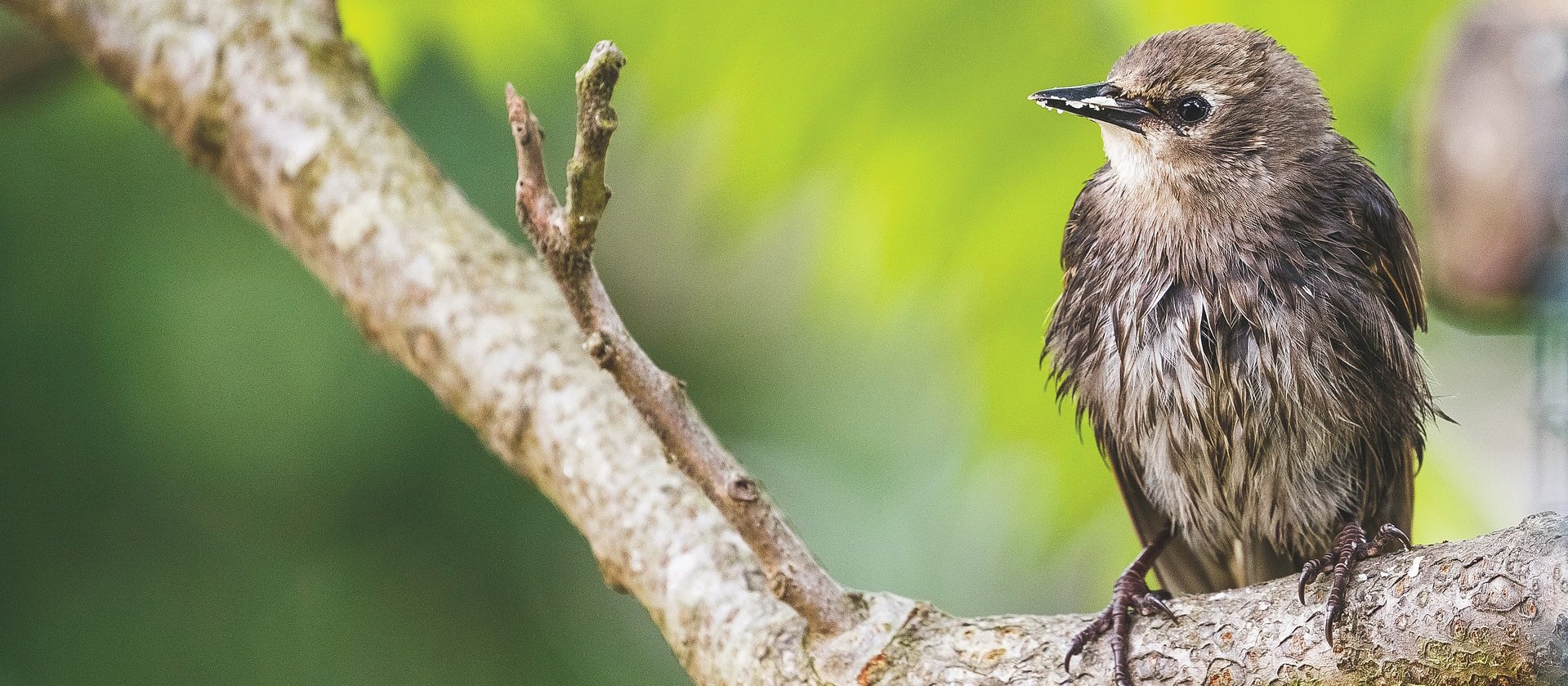 1011 Bird on Tree CR Andy Holmes on Unsplash.jpeg