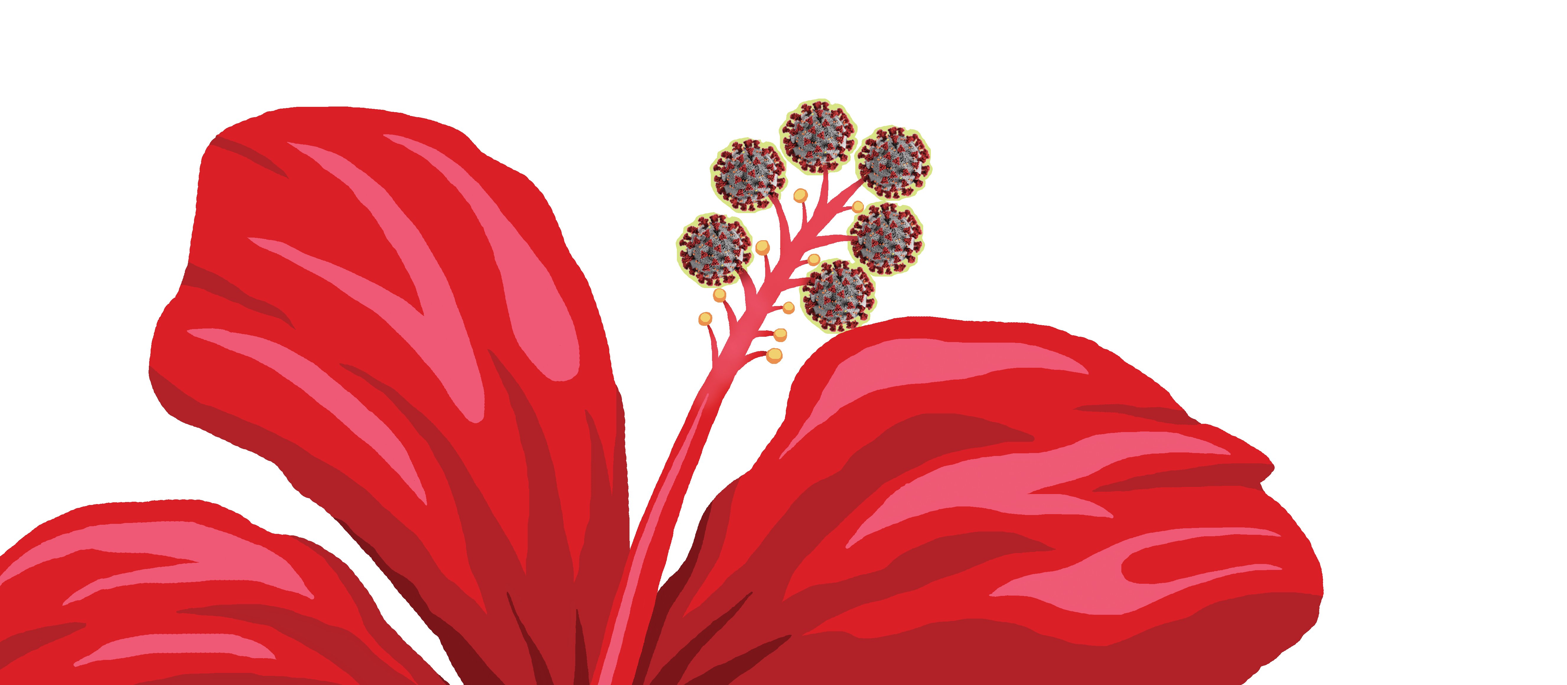 Samoan Flower HiRes.jpg
