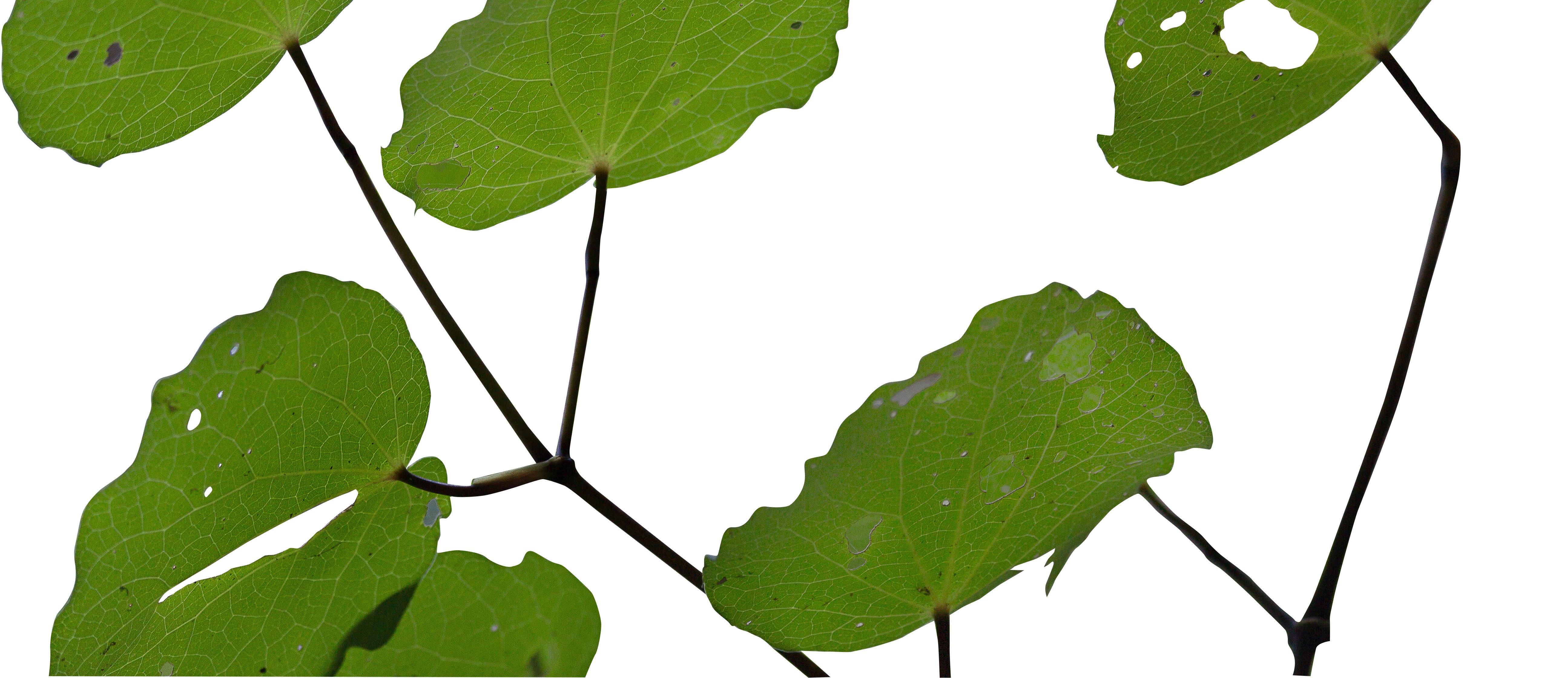 kawakawa leaves_clearcut.jpg