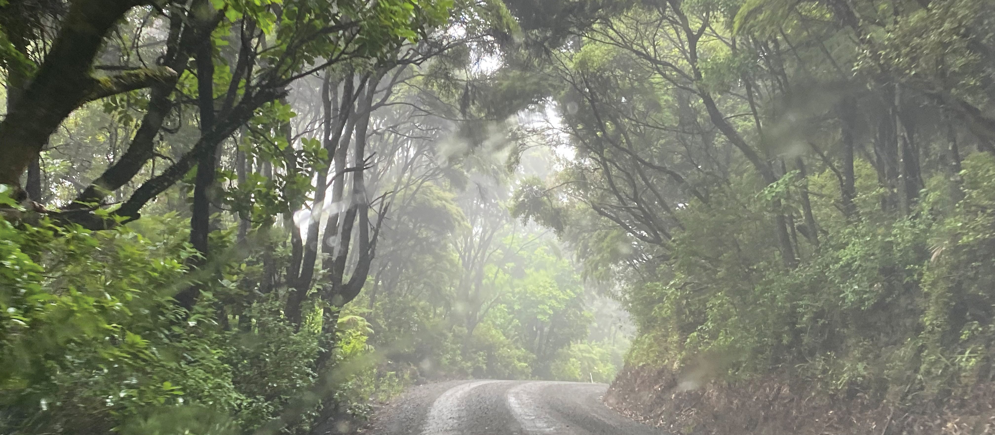 Forest_Road_Driving_Windscreen_IMG-7838.jpg