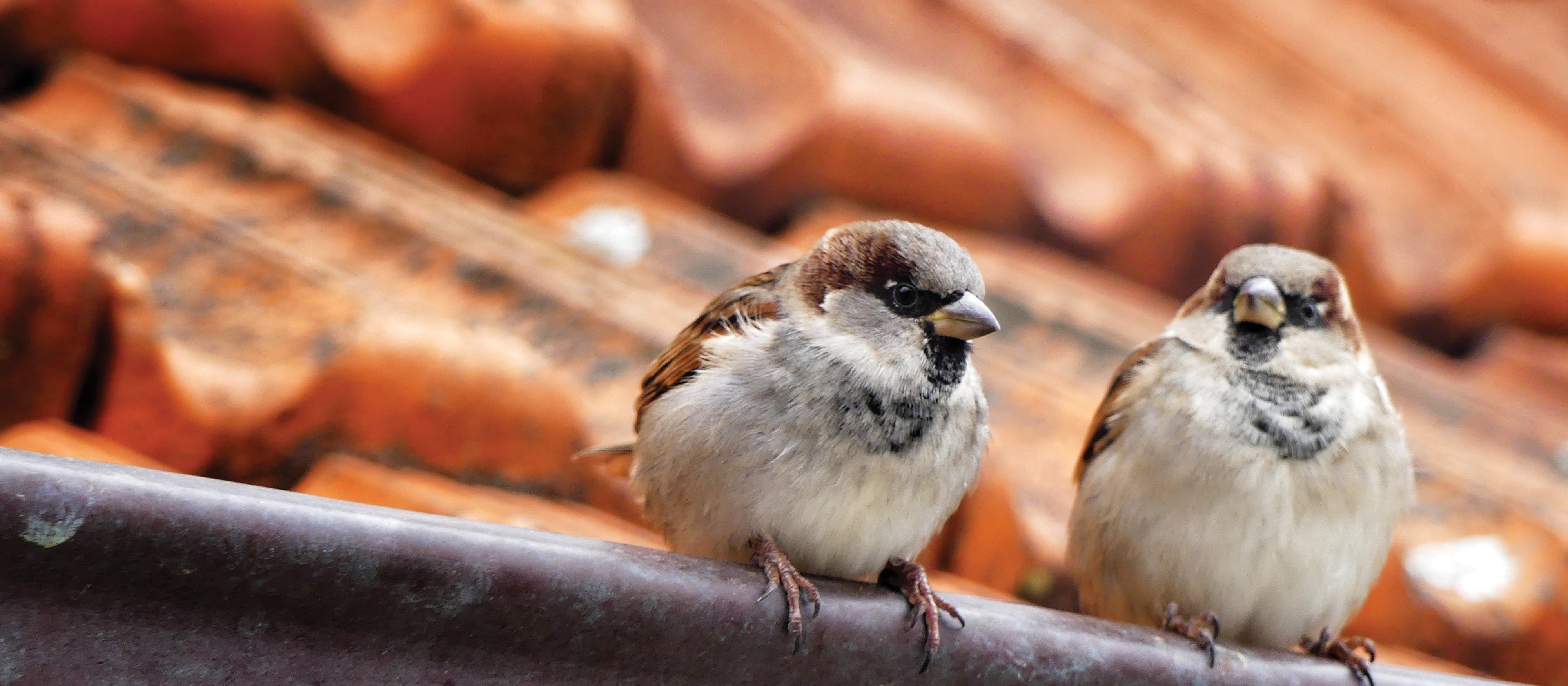 Sparrows