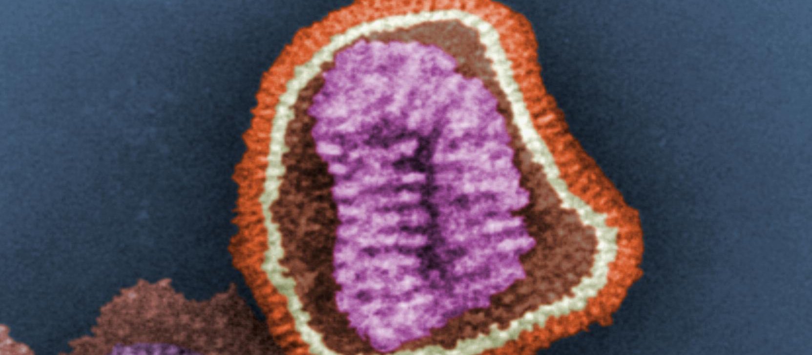 Influenza virus particle CDC