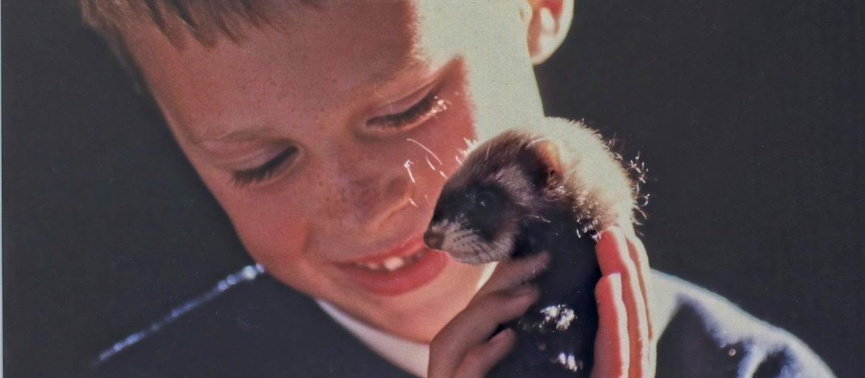 ferret - supplied by Jim Vause