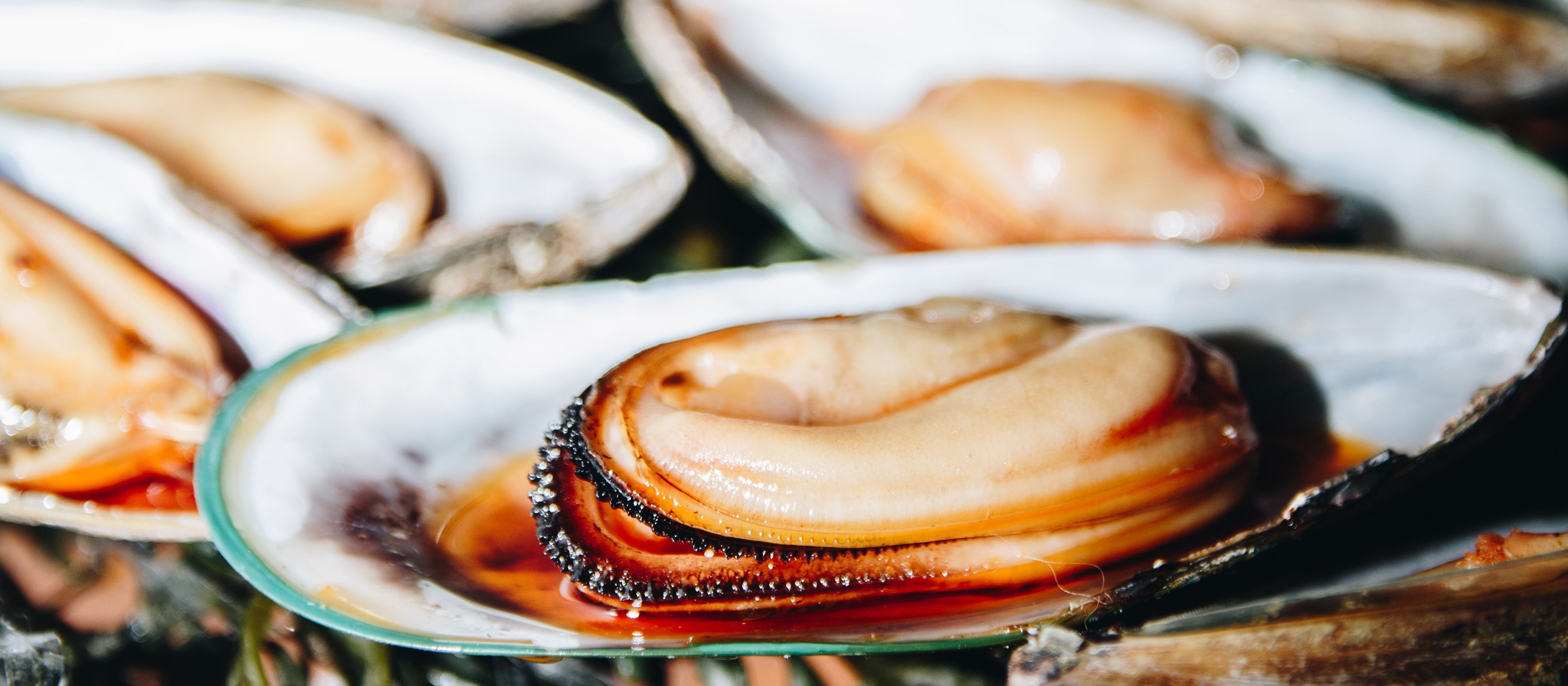 Mussels