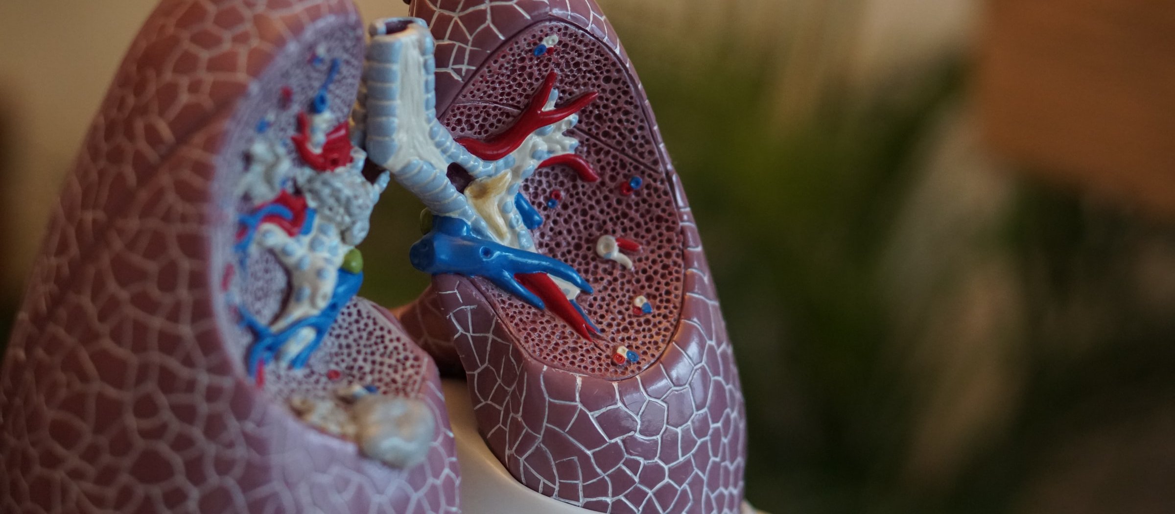 Lungs