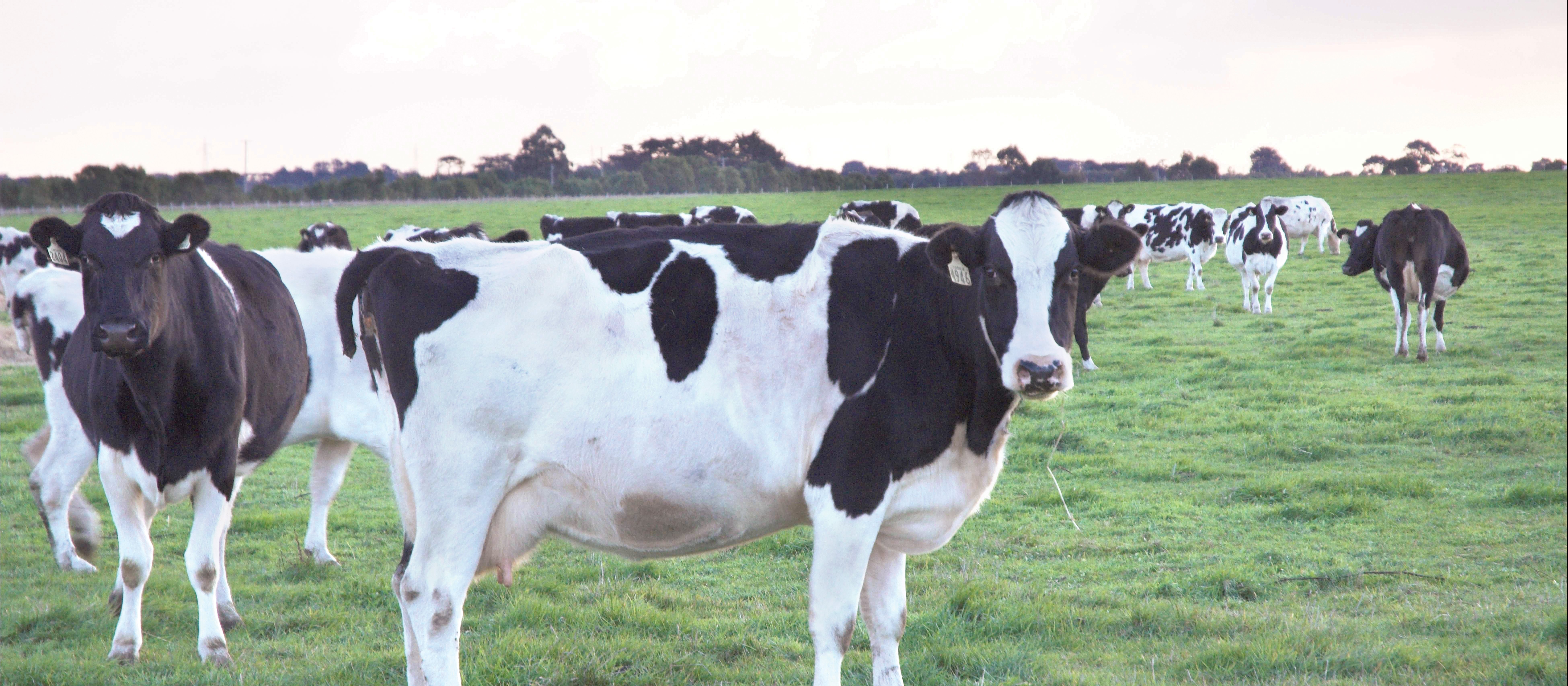 Cows in field