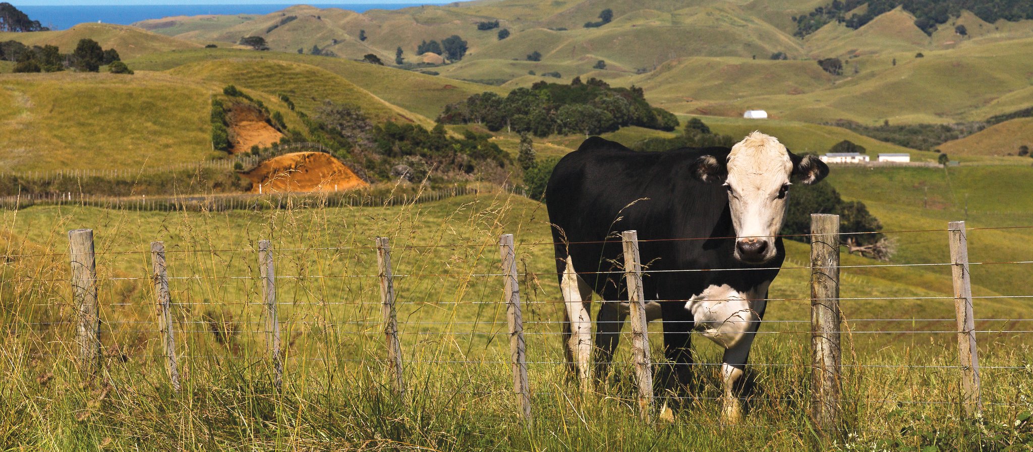 NZ bull paddock hills CR Virginia McMillan