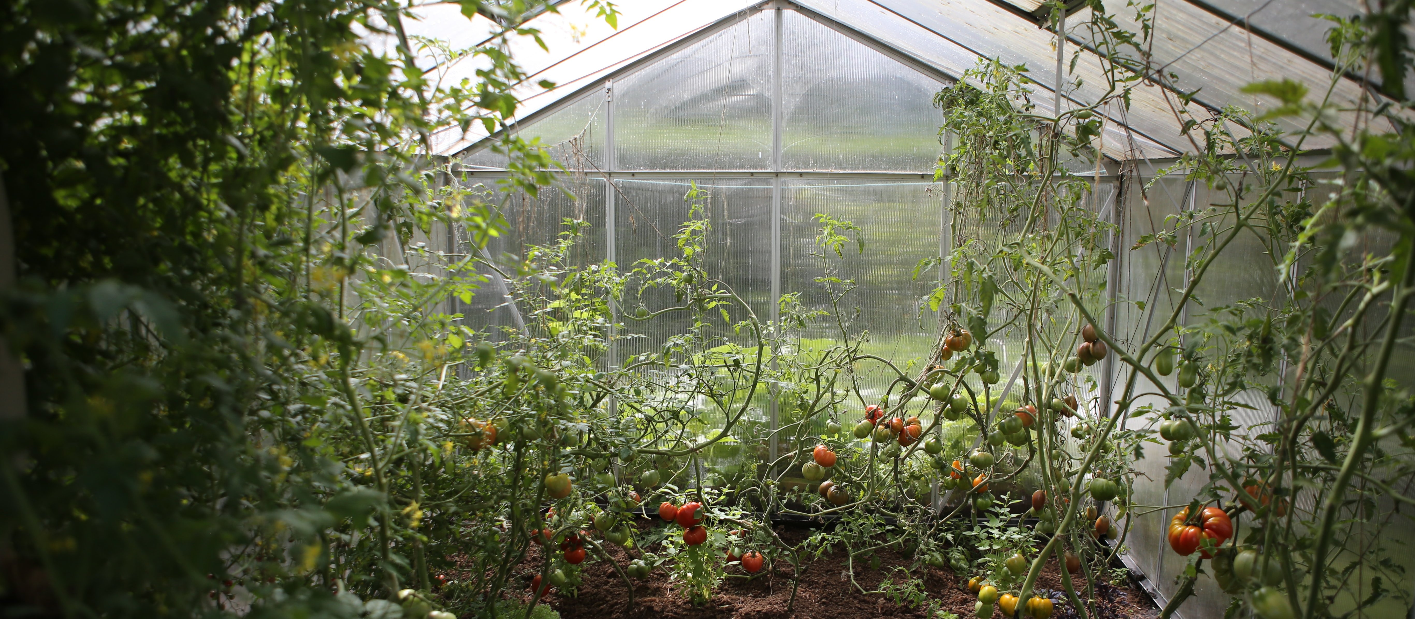 greenhouse by www.zanda_.photography on Unsplash