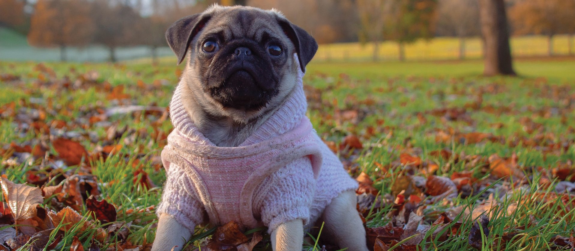 The ultimate no bones day: the death of TikTok pug Noodle shows how we can  grieve online for animals we've never met | New Zealand Doctor