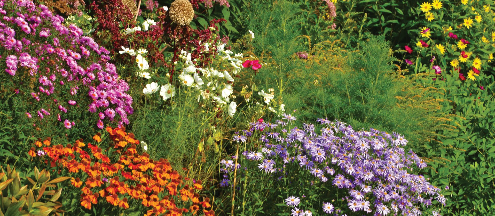 wildflower garden