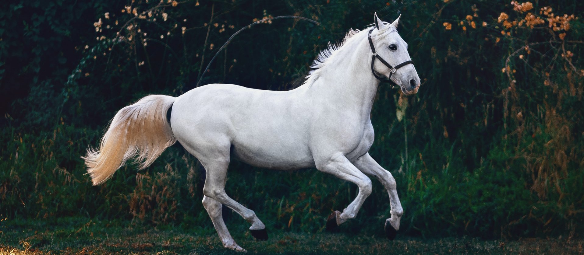 white horse CR Helena Lopes on Unsplash