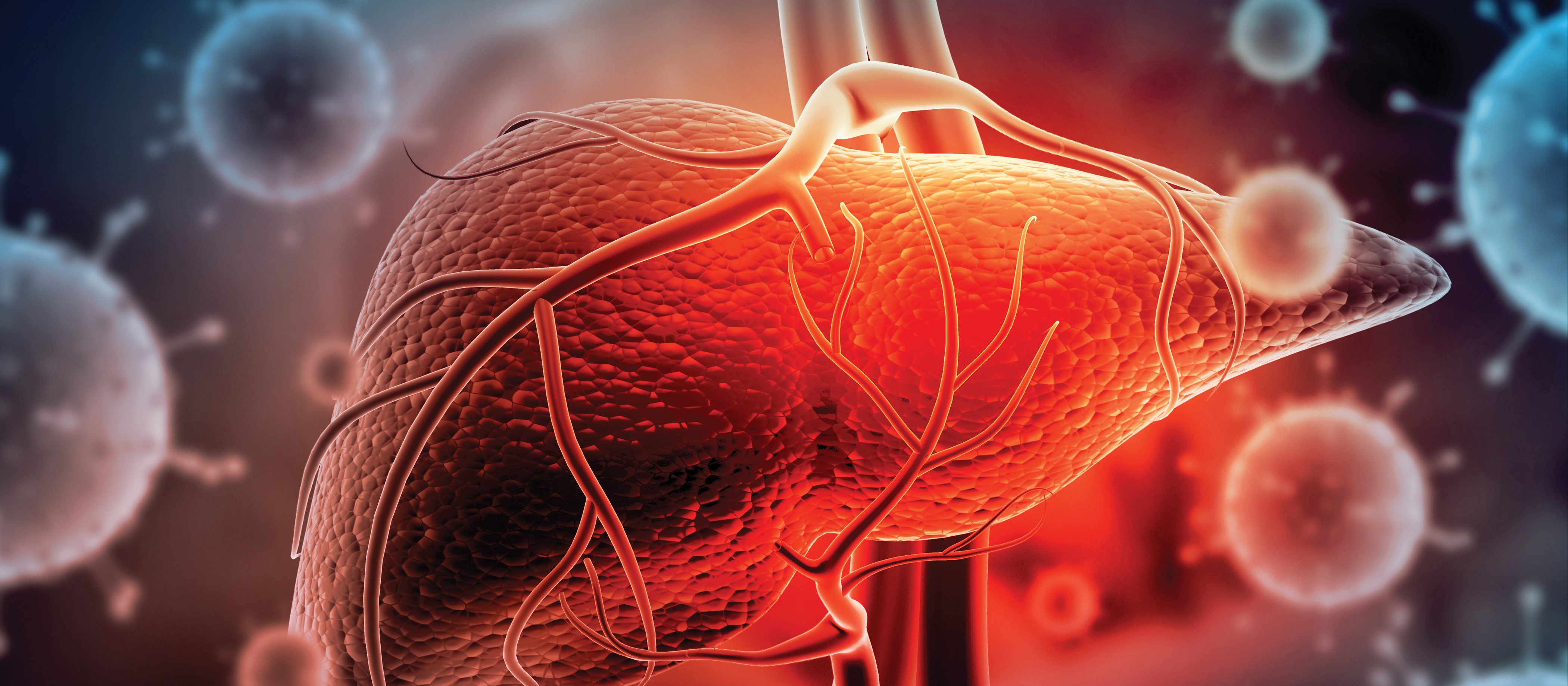 Liver