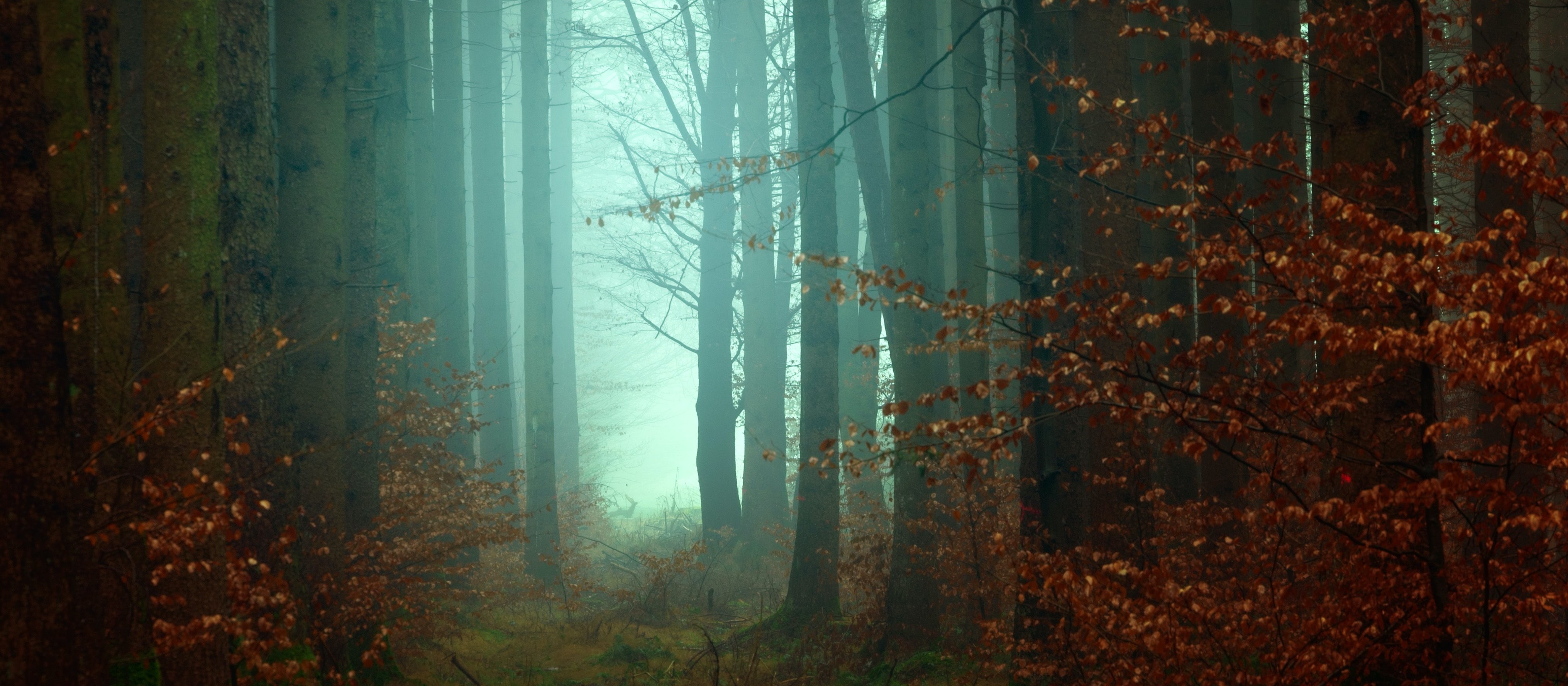 [Image: Johannes Plenio on Unsplash]