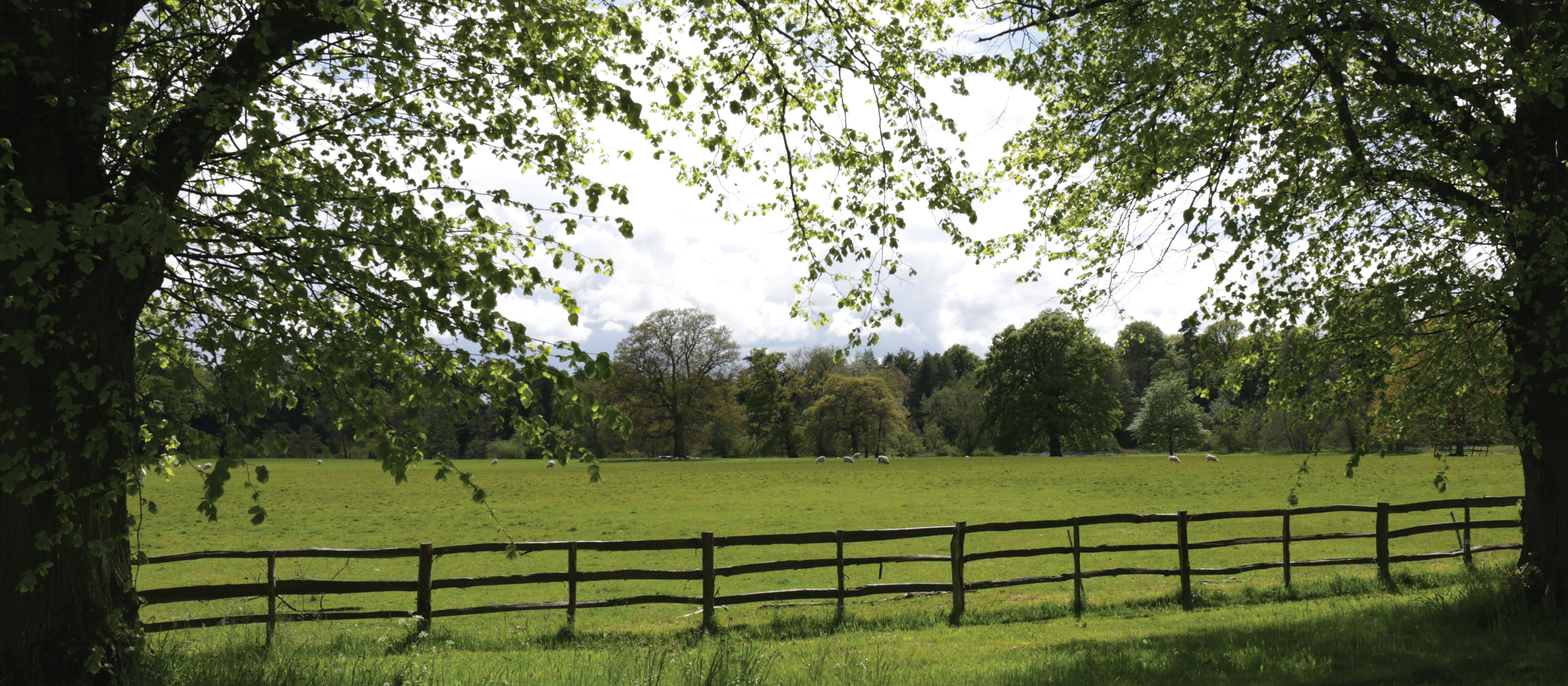 tree-framed paddock_CR_Trey Musk on Unsplash.jpg