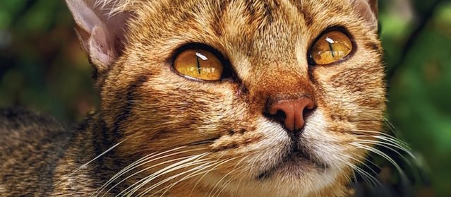 Cat_closeup_tabby_CR_Jasmine-Phong-on-Unsplash.jpeg