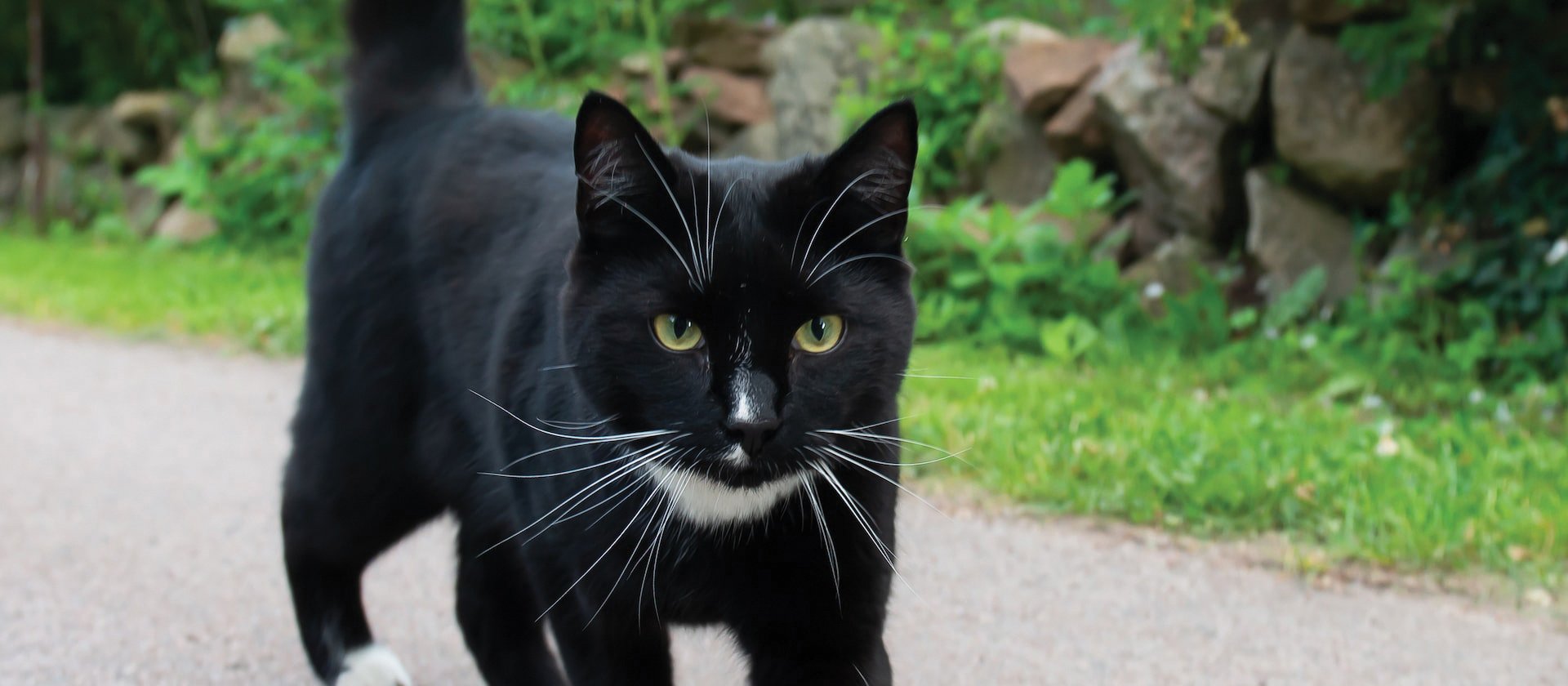 Cat_ingarden_CR_Anders-Nord-on-Unsplash.jpg