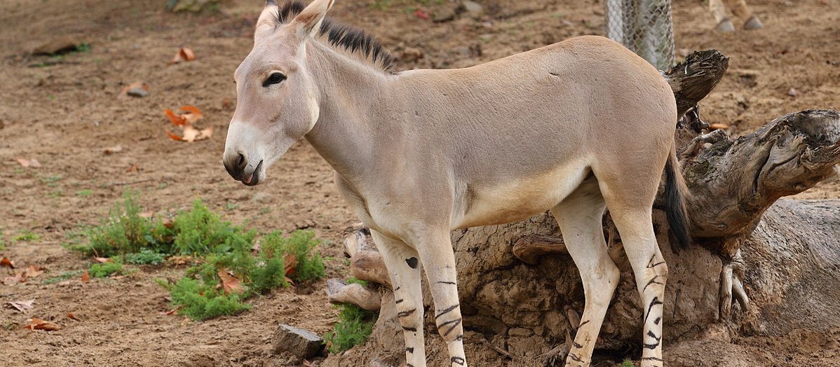 Equus Africanus