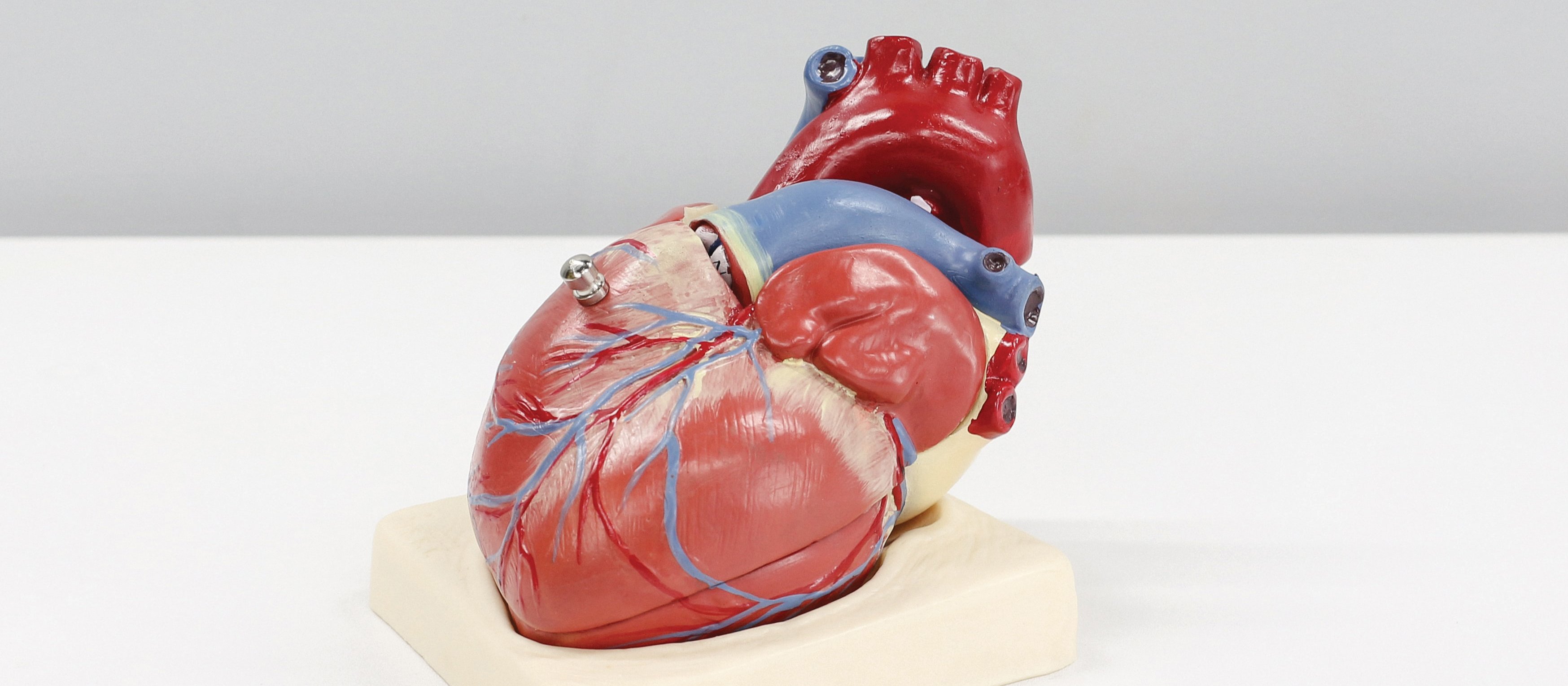 Heart_Model_CR_Ali_Hajiluyi_on_Unsplash.jpg 