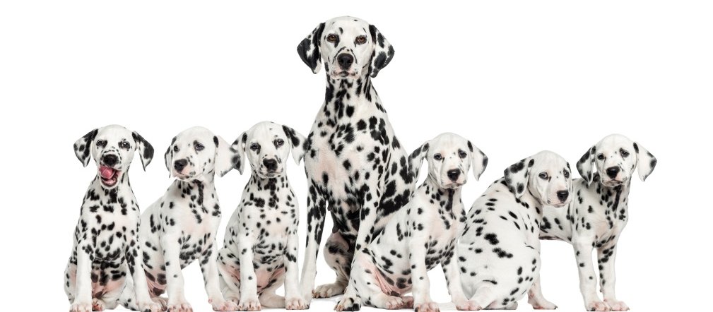 dalmations