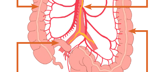Colorectal anatomy