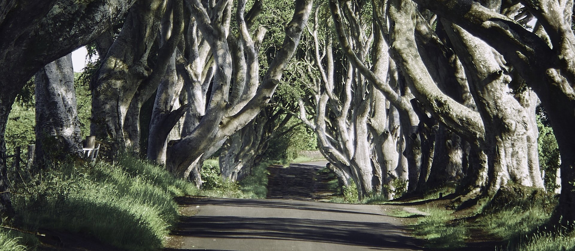 Dark hedges CR K Mitch Hodge on Unsplash