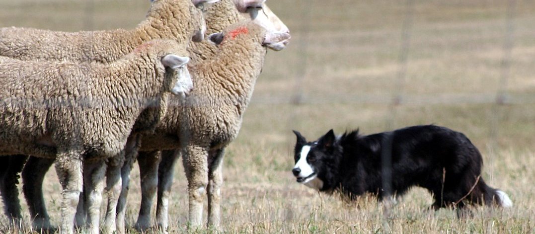 Sheepdog and sheep