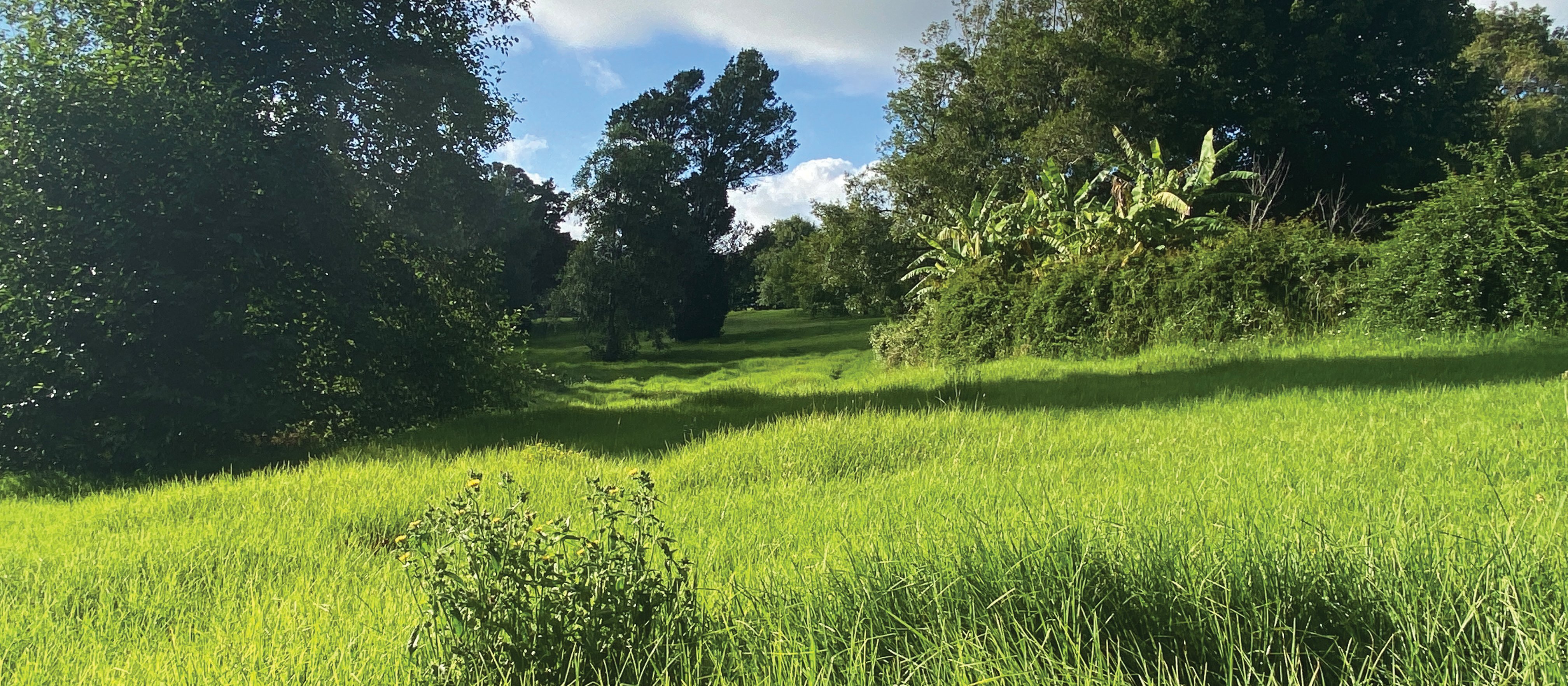 Grass Reserve