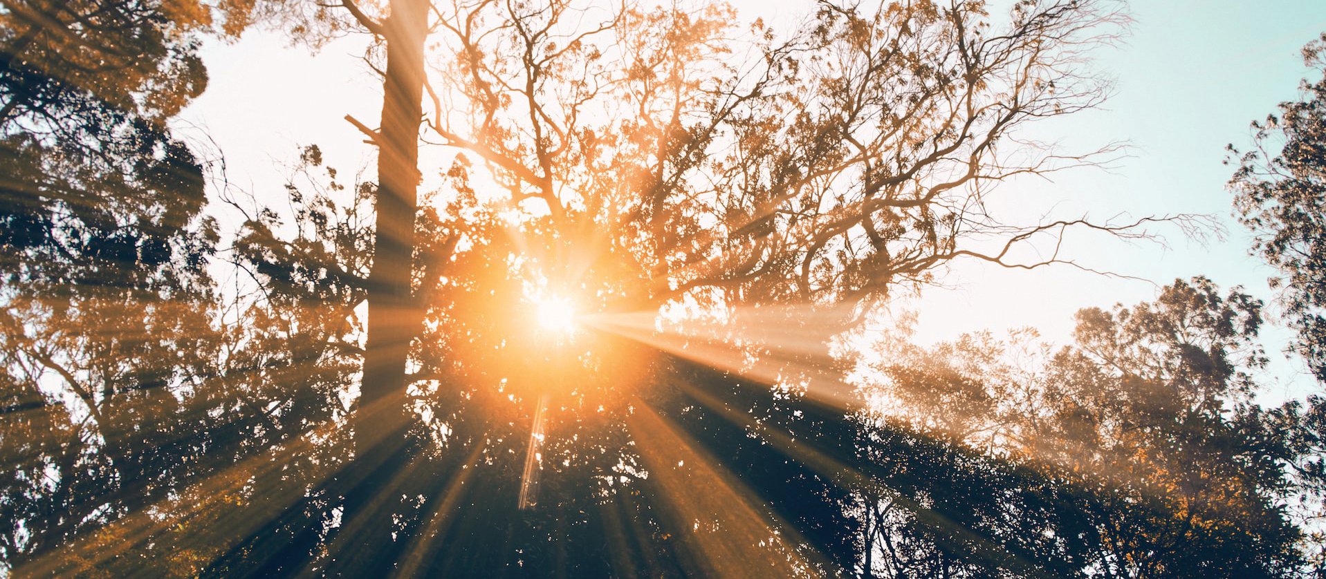Light through trees CR Kamal Bilal in Unsplash