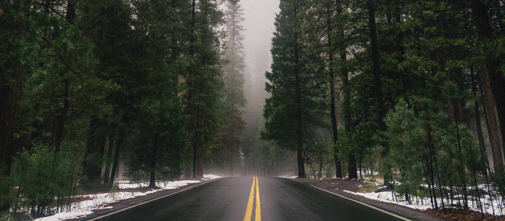 Trees and road CR Connor McSeffrey on Unsplash
