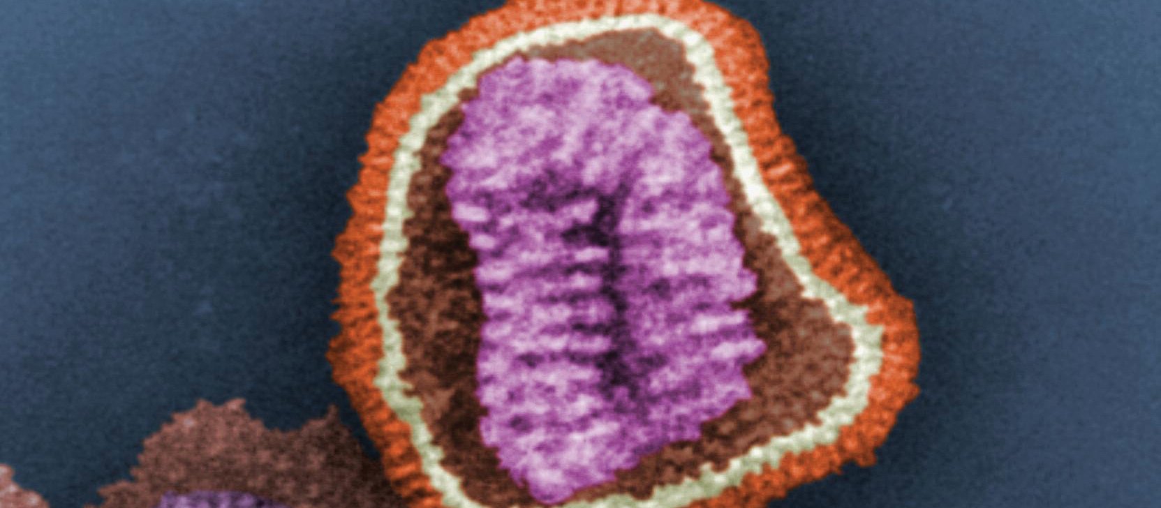 Influenza virus particle CR wikimedia