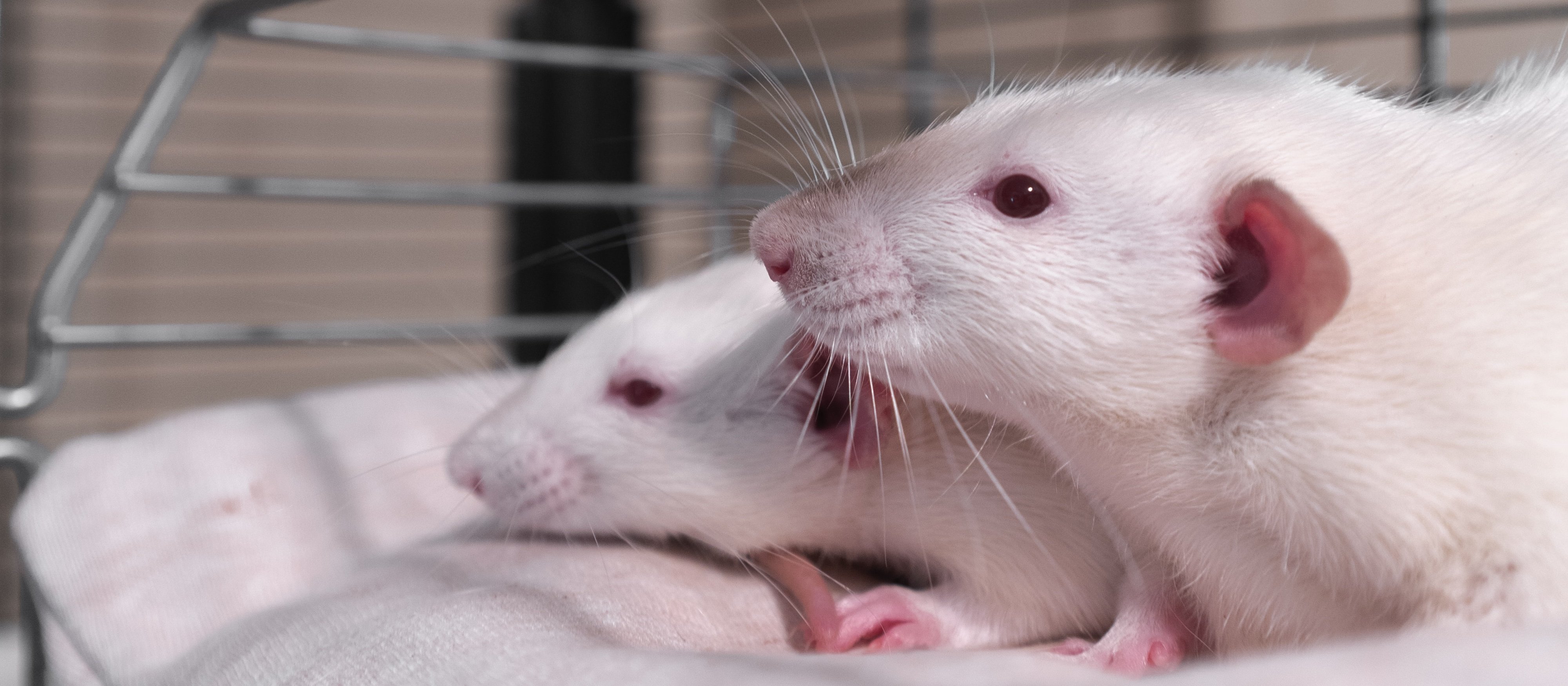 rats