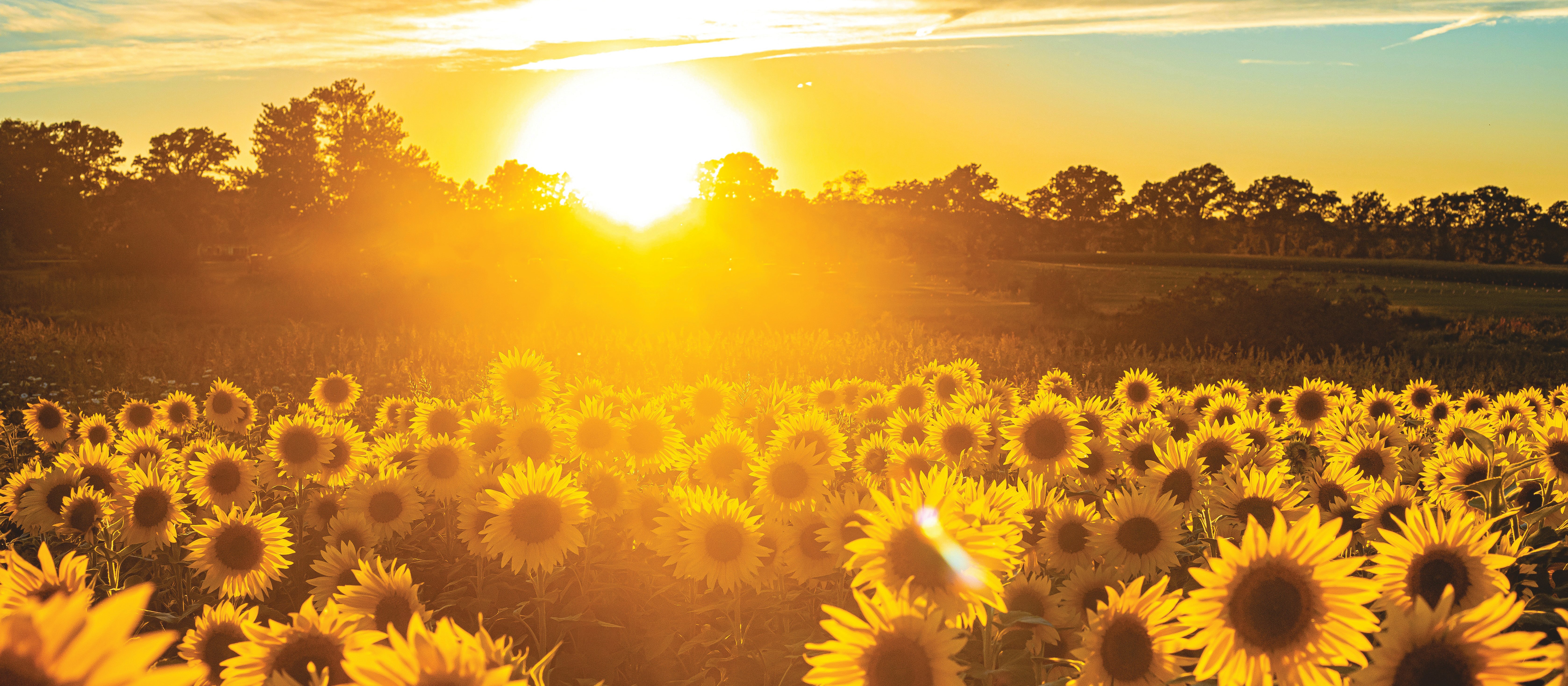  Sunflowers Sunrise