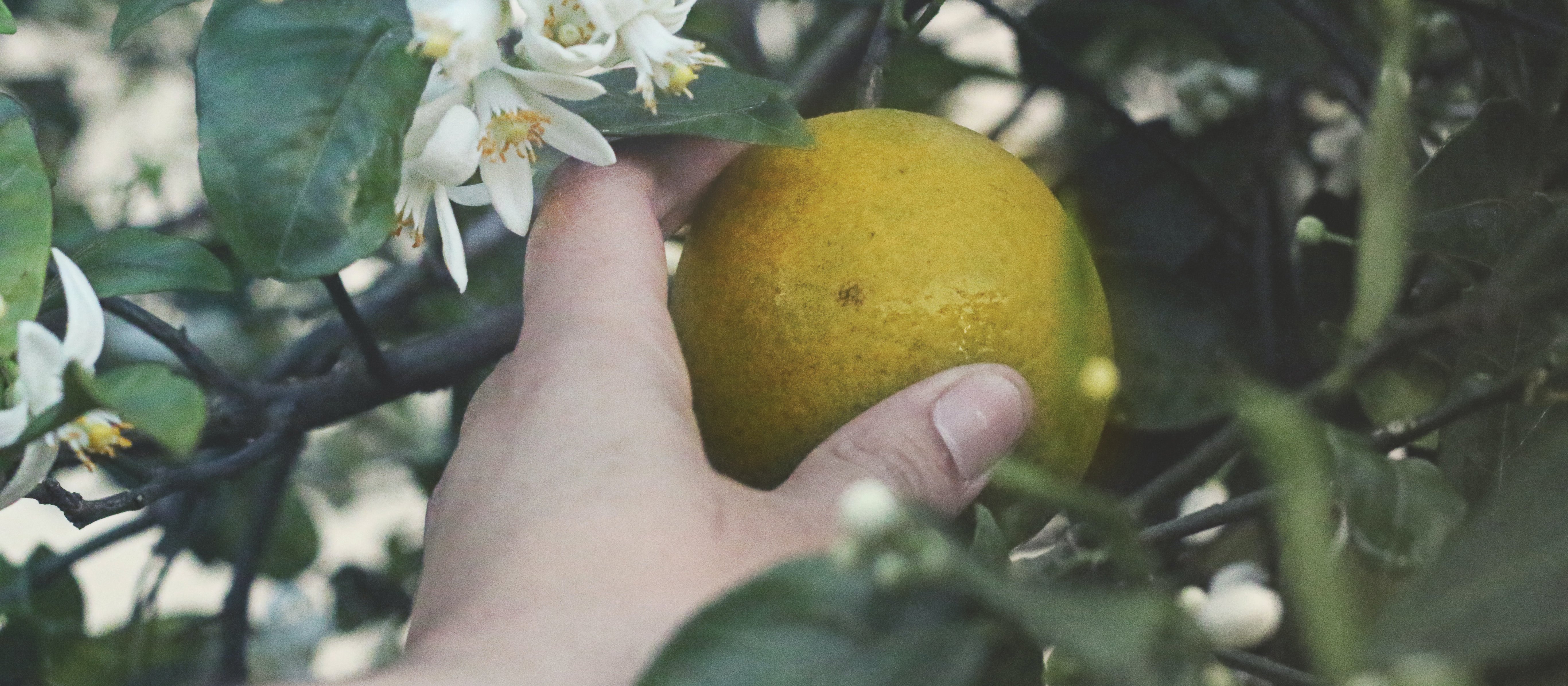 picking fruit CR Wendy Aros Routman on Unsplash