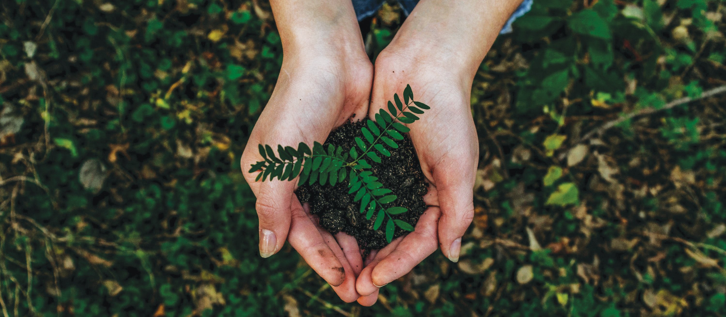 seedling tree CR Noah Buscher on Unsplash