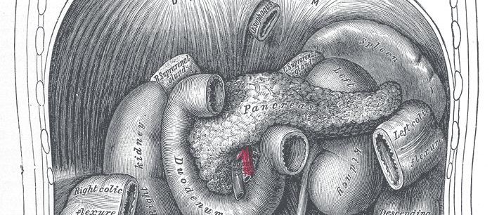 Pancreas 