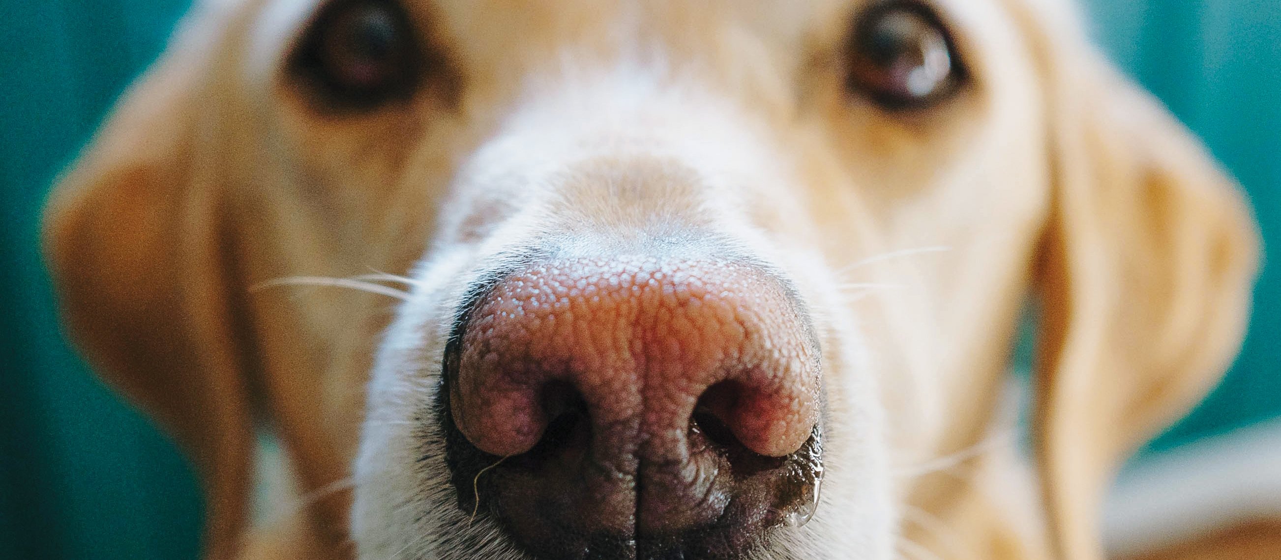 Labrador