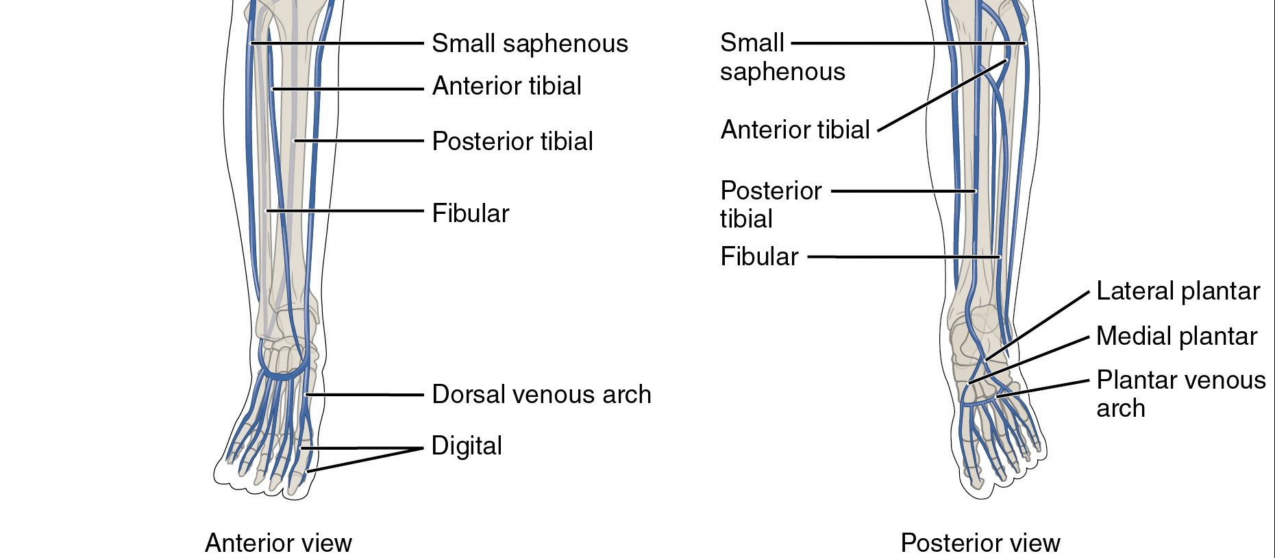 Lower-Limb-Veins