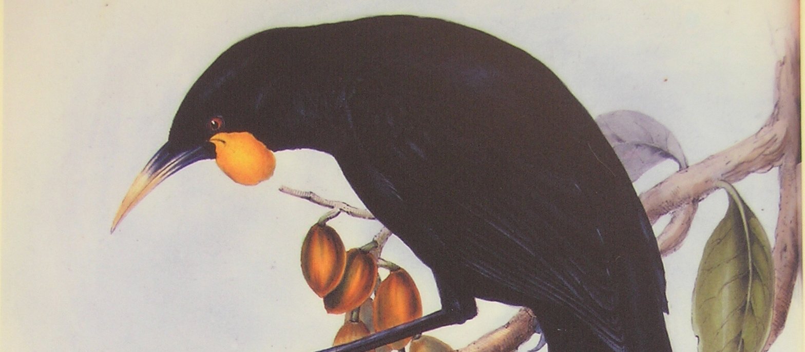 Painting of huia on branch